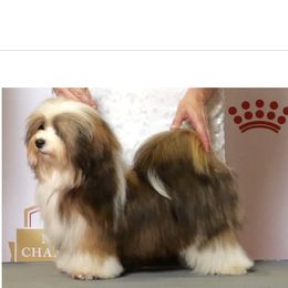 Bordeaux  - Havanese
