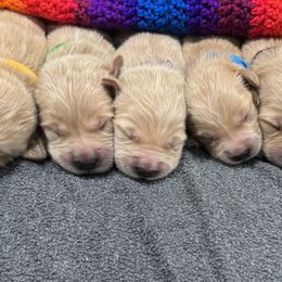 Goldendoodles and Golden Retrievers from Lawson’s Green Acres Goldens and Doodles