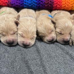 Goldendoodles and Golden Retrievers from Lawson’s Green Acres Goldens and Doodles