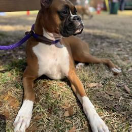 Boxer puppies from La Mer Boxers