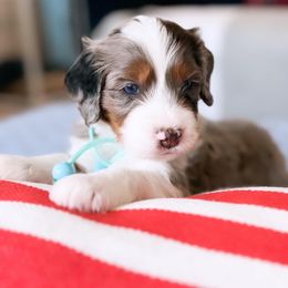 Aussiedoodle, Bernedoodle, Goldendoodle, and Poodle Puppies from Teddy Doodles & Standard Poodles