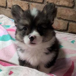Mao Mao (Green Collar Girl, Fluffy) - Black and tan female Pembroke Welsh Corgi puppy in Stoystown, Pennsylvania from Willow Grove Corgis