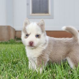 Donut - Lavender male Pomsky puppy in Uintah County, Utah from Bingo's Wolfhounds, Lollipop Pomskies