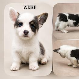 Zeke - Blue male Pembroke Welsh Corgi puppy in Charleroi, Pennsylvania from Twilight Hollow Corgis