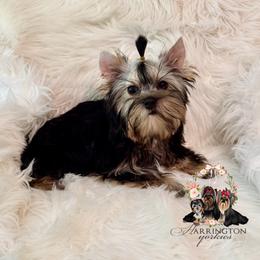 Crue - Blue and gold male Yorkshire Terrier puppy in Brooklet, Georgia from Harrington Yorkies
