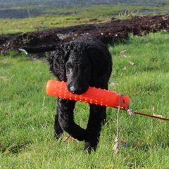 Curly-Coated Retriever Puppies from Jollycurl Curly-Coated Retrievers