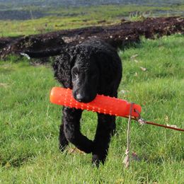 Curly-Coated Retriever Puppies from Jollycurl Curly-Coated Retrievers