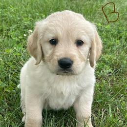 Brown - Golden male Golden Retriever puppy in Mount Carmel, Tennessee from HS Goldens