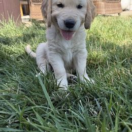 Pink - Girl - Light golden female Golden Retriever puppy in Chico, California from Upper Park Goldens