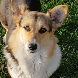 American Corgis from Cindy's Corgis