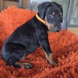 Orange collar - Black and rust male Doberman Pinscher puppy in Santa Clarita, California from Riviera Dobermans