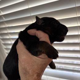 Boy 3 - Black and red female German Shepherd puppy in Dallas, Georgia from Cottonwood Kennel