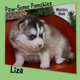 Liza - Silver and white female Pomsky puppy in Krum, Texas from Paw-Some Pomskies