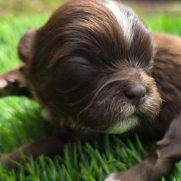 Alvin - Chocolate male Shih Tzu puppy in Brighton, Missouri from Morningstar's Shih Tzu