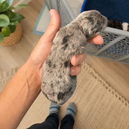 AKC Blue dapple - Dapple male Dachshund puppy in Indian Trail, North Carolina from Hilda’s Teenie Weenies