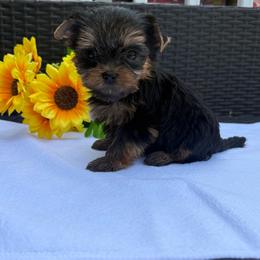 Theodore - Blue and gold male Yorkshire Terrier puppy in Lowell, Massachusetts from Katie’s Yorkies