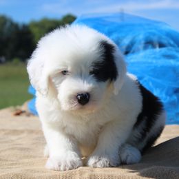 AKC Andy - Gray and white male Old English Sheepdog puppy in Fair Grove, Missouri from Prata's OES