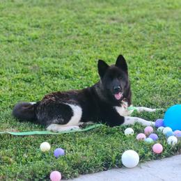 Akita Puppies from TLC Akitas