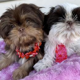 Shih Tzu Puppies from Southwest Shih Tzu