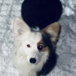 Miley - Pembroke Welsh Corgi