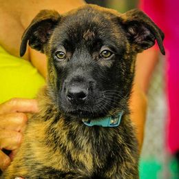 Belgian Malinois and Dutch Shepherds from Sublime Valor K9
