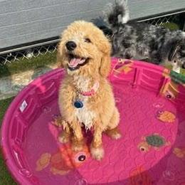 Goldendoodle Puppies from Hannah Mae Doodles