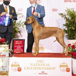 Willow - Rhodesian Ridgeback