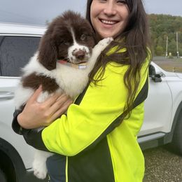 Assorted Doodle Crosses, Newfoundland, and Sheepadoodle Puppies from Sweet Creek Pups