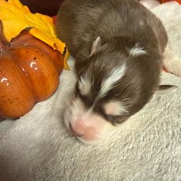 Dexter - Red and white male Siberian Husky puppy in Ravena, New York from Osiris’s Siberians & Pomskies