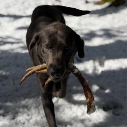 Ruger - Dilute Retriever