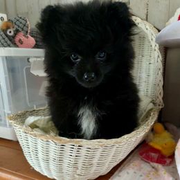 Ckc Boy 2 - Black male Pomeranian puppy in Skipperville, Alabama from Nay Nay’s Babies
