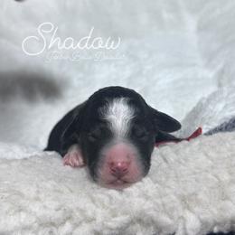 Shadow - Black and white female Bernedoodle puppy in Carmichaels, Pennsylvania from JensenBelle Doodles