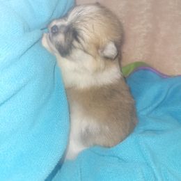Lily - Orange parti female Pomeranian puppy in Tucson, Arizona from Kristy's Pomeranians