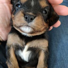 Cavalier King Charles Spaniel Puppies from One Big Cavy Family