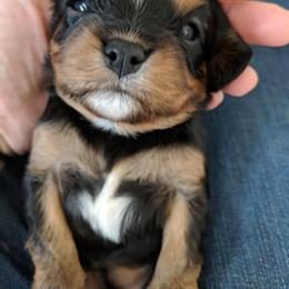 Cavalier King Charles Spaniel Puppies from One Big Cavy Family