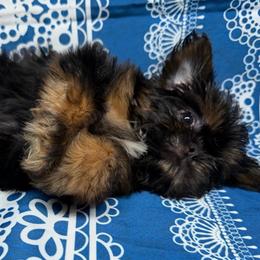 Spike - Black and tan male Shih Tzu puppy in Russellville, Kentucky from The Patriot Tzu