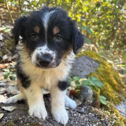 Ollie - Black tri-color male Australian Shepherd puppy in Grants Pass, Oregon from Carmel Mountain Aussies