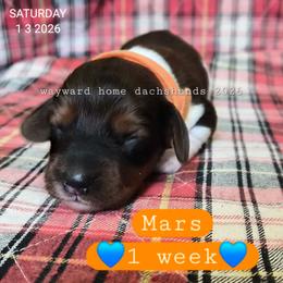 Mars - Piebald male Dachshund puppy in Harrodsburg, Kentucky from Wayward Home Dachshunds