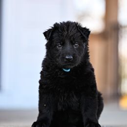 Light blue collar - Black female German Shepherd puppy in Portland, Tennessee from Howixx German Shepherds