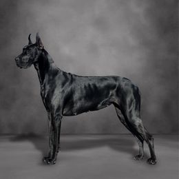 Great Danes from Petrichor Great Dane