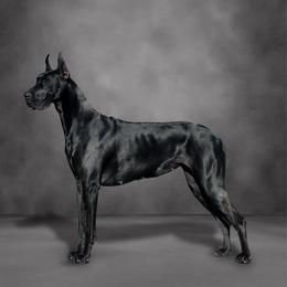 Great Danes from Petrichor Great Dane