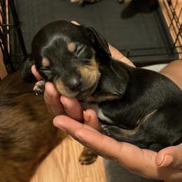 Dachshund Puppies from L & J Kennel
