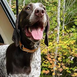 German Shorthaired Pointers from Temple Gun Dogs