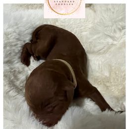 Gray - Female - Red  female Poodle puppy in Lima, Ohio from Buckeye Red Standard Poodles