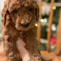 Labradoodle Puppies from California Double Doodles