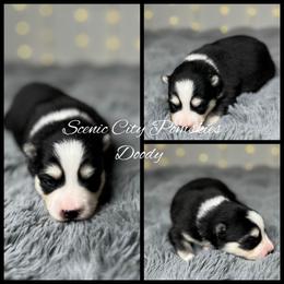 Doody - Black and white male Pomsky puppy in Rossville, Georgia from Scenic City Pomskies
