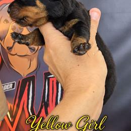 Yellow girl - Black and mahogany female Rottweiler puppy in Lake City, Florida from Haus Der Wut Kennels
