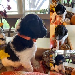 Poodle Puppies from High Mesa Standards