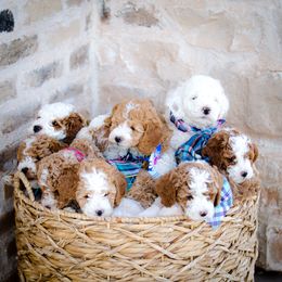 Poodle Puppies from Doodle Puppy Parti