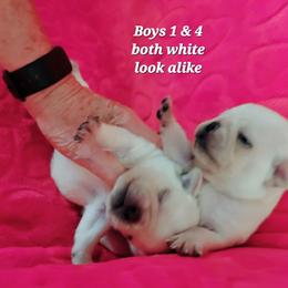 Boy 1 white - White male Pug puppy in Phoenix, Arizona from Pug Place Phoenix